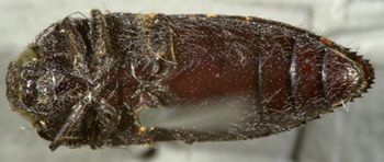 Media type: image;   Entomology 8027 Aspect: habitus ventral view